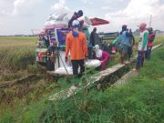 Lagu Lama Sektor Pertanian Saat Pemupukan Padi, Pupuk Menghilang Dari Peredaran