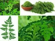 Manfaat Daun Kelor Bagi Kesehatan