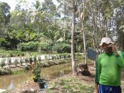 MENJELANG PSBB THP 2 BERAKHIR, DESA BANGUN HARJO, KERJAKAN PADAT KARYA TUNAI