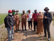 Kepala UPTD Pertanian Sukasari kunjungi Gropyokan Di Pintu Sarmad Dusun Kedung jaya