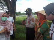 BUPATI MUARO JAMBI DIDAMPINGI KAPOLSEK KUMPEH ULU PANEN PERDANA PADI VARIETAS UNGGUL