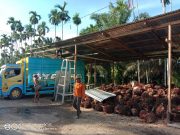 BERHARAP PLN SEGERA TERPASANG WARGA DESA SUNGAI BERAS “RELA JUAL PERHIASAN, NAMUN SAMPAI SAAT INI” SEBATANG TIANG PUN BELUM ADA