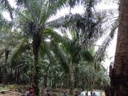 Warga Desa Manis Mata Kab. Ketapang – Kalbar Meninta Hak Tanah Dikembalikan Diduga Dirampas PT. HSL Cergil Group