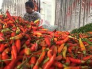 Cabe Rawit di Lamandau Kalteng Capai 100 Ribu perkilo !