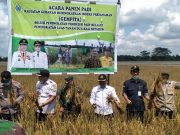 Kadis Pertanian Tanjabtim “Sunarno, SP Hadiri Panen Raya Dikecamatan Rantau Rasau.