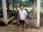 Beginilah Kondisi Ketersediaan Hewan Ternak dan Untuk Qurban Di Desa Kota Baru Pelabi