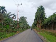 500 Meter Peningkatan Jalan Koto Kandis – Tri Mulya Sudah Selesai