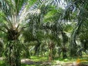 Perkebunan Kelapa Sawit Diduga Illegal Rugikan Negara Triliyunan Instansi Terkait Tutup Mata Di Wilayah Kalimantan Tengah