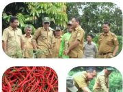 Sekda Sapril Panen Cabe Wujudkan Penekan Inflasi