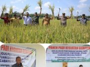 Sekda Sapril, S.IP Hadiri Panen Padi Gempita Sekaligus Resmikan Saung CSR Bank 9