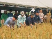 Wabub Robby Nahliyansyah Hadiri Panen Raya Di Kecamatan Rantau Rasau