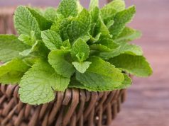 10 Manfaat Daun Mint, Atasi Masalah Kulit hingga Flu