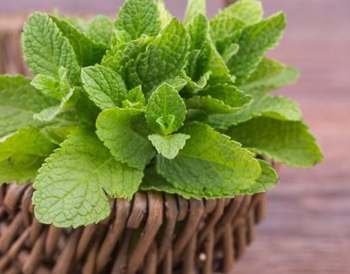 10 Manfaat Daun Mint, Atasi Masalah Kulit hingga Flu
